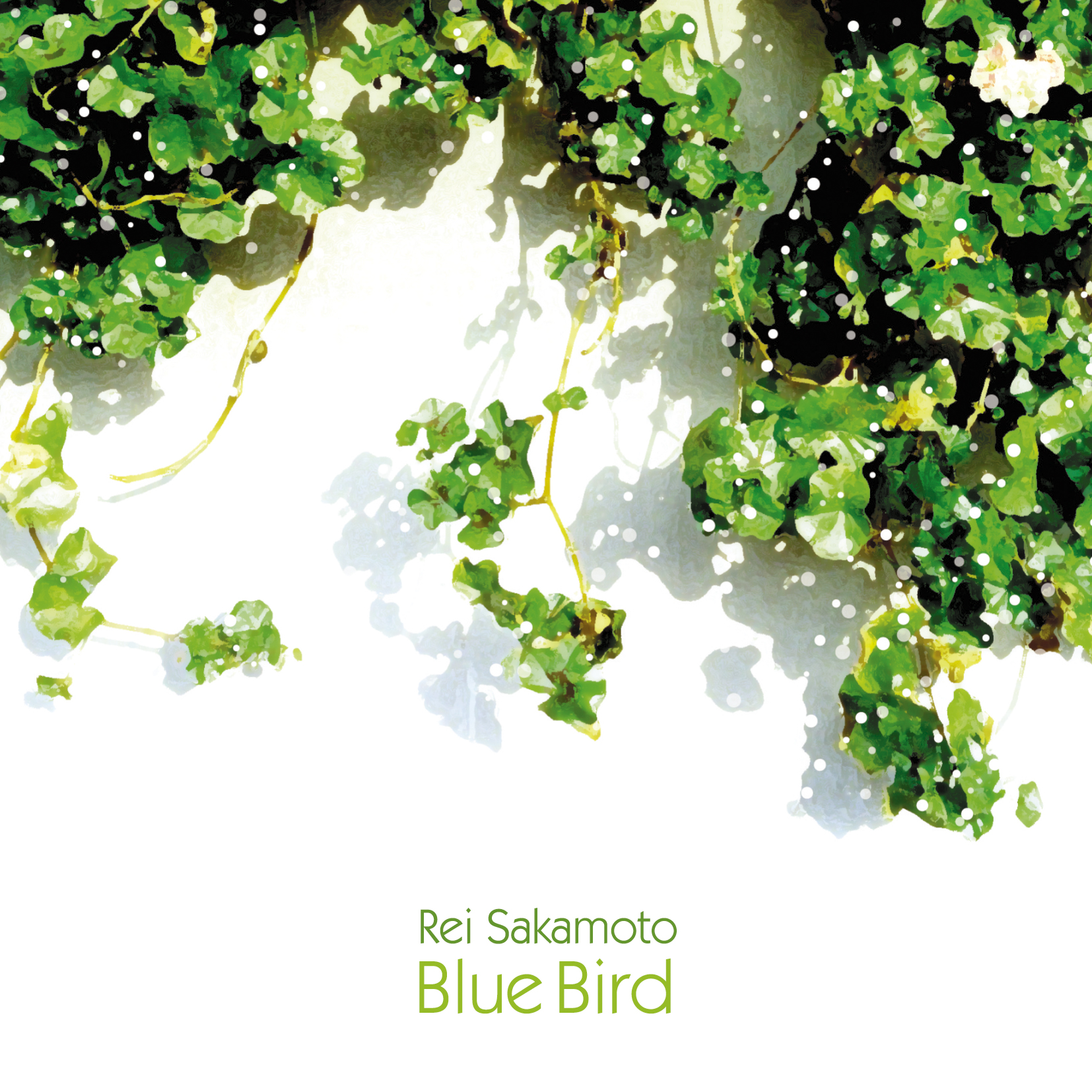 Ｂｌｕｅ　Ｂｉｒｄ